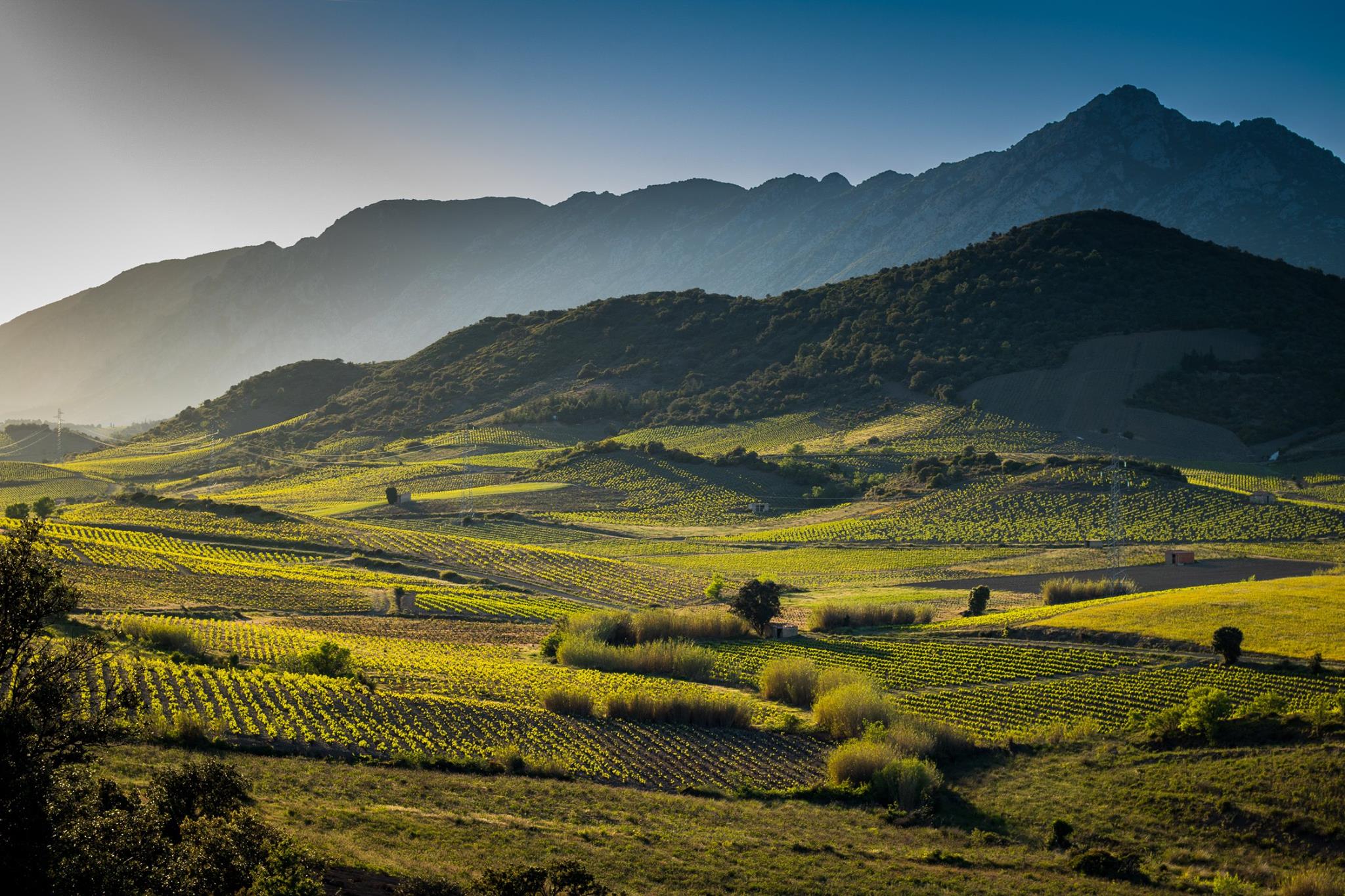 Projet Les vignerons de Maury